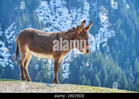 Hausel (Equus asinus asinus), Berge, Aurach Game Park, Europa Stockfoto