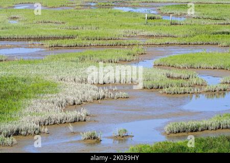 Gemeine Glaswürze / Sumpfsambir (Salicornia europaea) wächst in intertidalen Salzmarschen / Salzmarschen, Zwin-Ebene im Spätsommer, Knokke-Heist, Belgien Stockfoto