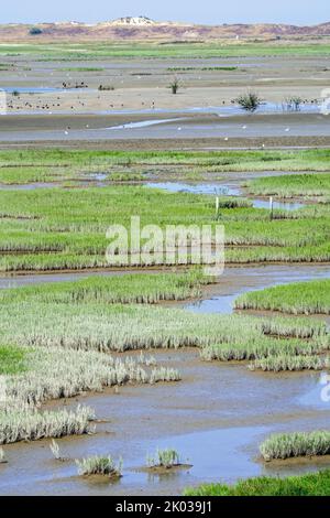 Gemeine Glaswürze / Sumpfsambir (Salicornia europaea) wächst in intertidalen Salzmarschen / Salzmarschen, Zwin-Ebene im Spätsommer, Knokke-Heist, Belgien Stockfoto