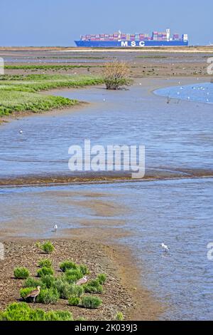 Vorbeifahrende Containerschiffe und Küstenvögel, die im Spätsommer in der Zwin-Ebene in Knokke-Heist, Belgien, in intertidalen Salzwiesen/Salzwiesen fressen Stockfoto