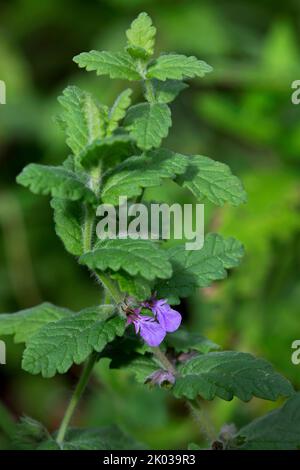 Blühender Wassergermander (Teucrium scordium), der in Europa und China beheimatet ist Stockfoto