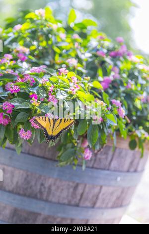 Natürlicher gelber Schmetterling isoliert auf der Blume - Bild Stockfoto