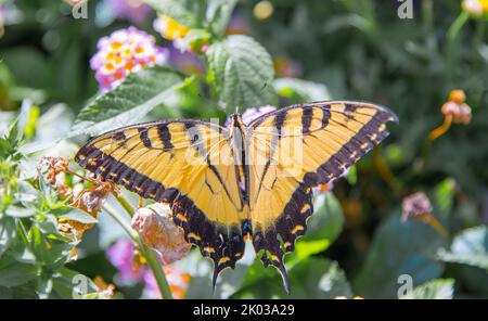 Natürlicher gelber Schmetterling isoliert auf der Blume - Bild Stockfoto