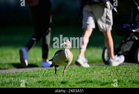 Ägyptische Gans (Alopochen aegyptiacus), im öffentlichen Park, vor Menschen, Stuttgart, Baden-Württemberg, Deutschland, Europa Stockfoto