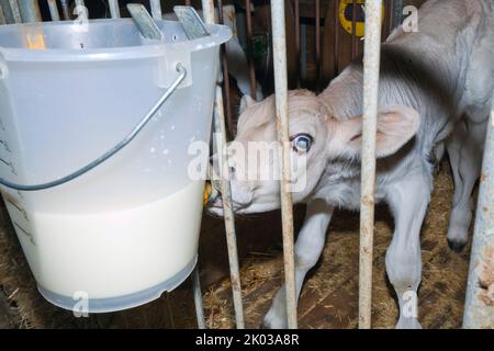 Kalb am Sauger des Trinkeiters Stockfoto