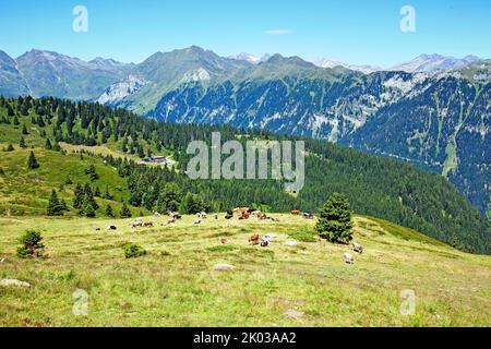 Kühe grasen auf der Alm hoch über dem Ratschingstal in Südtirol Stockfoto