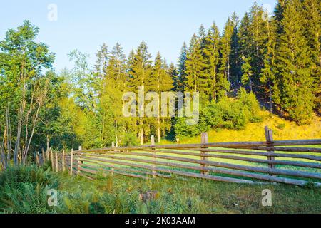 Am Waldrand im Südtiroler Ultental scheint die Morgensonne Stockfoto