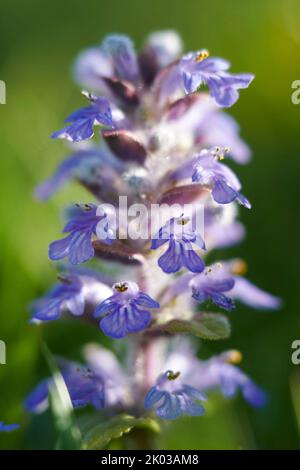 Blume, blauer Blaufärgel Stockfoto