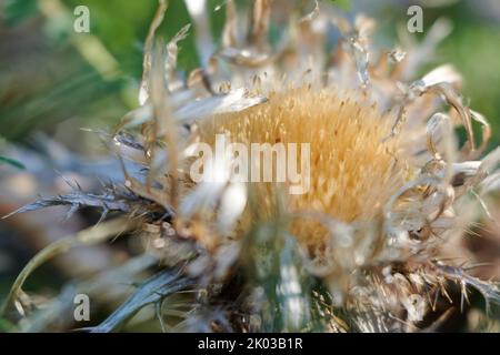 Silberdistel Stockfoto