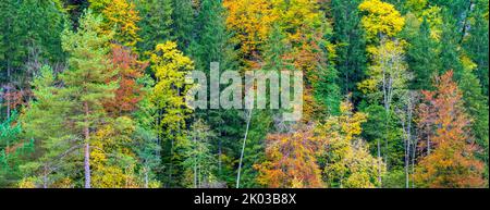 Herbstlandschaft in Bayern im Allgäu am Schwanensee bei Schwangau Stockfoto