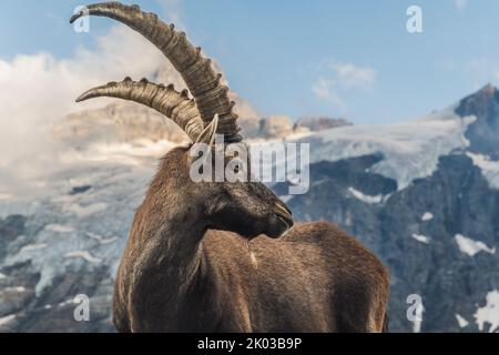 Schweiz, Grindelwald, Steinbock in den Alpen Stockfoto