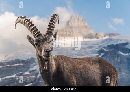 Schweiz, Grindelwald, Steinbock in den Alpen Stockfoto