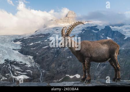 Schweiz, Grindelwald, Steinbock in den Alpen Stockfoto