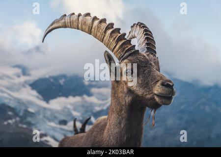 Schweiz, Grindelwald, Steinbock in den Alpen Stockfoto