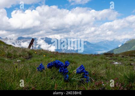 Blauer Enzian, Alpen, Österreich Stockfoto