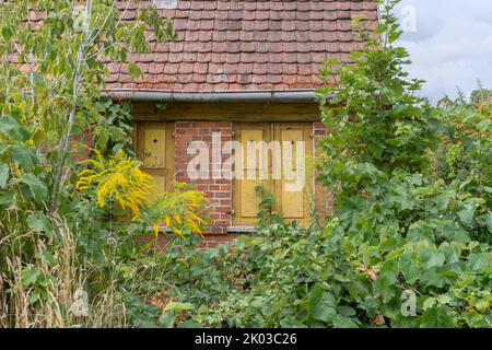 Altes, verlassenes, überwuchertes, kleines Haus Stockfoto