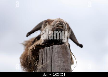 Ziegenkopf, Kadaver, Holzpflock, Deutschland Stockfoto