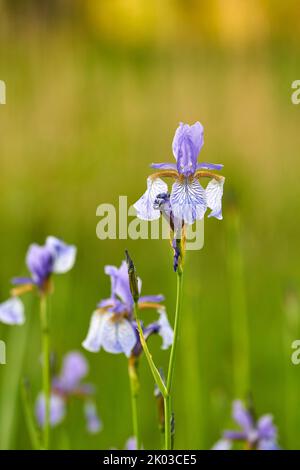 Sibirische Iris, Wieseniris, Iris sibirica, Iris Stockfoto
