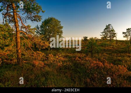 Das Naturschutzgebiet Schwarzes Moor im Abendlicht, Biosphärenreservat Rhön, Unterfranken, Franken, Bayern, Deutschland Stockfoto