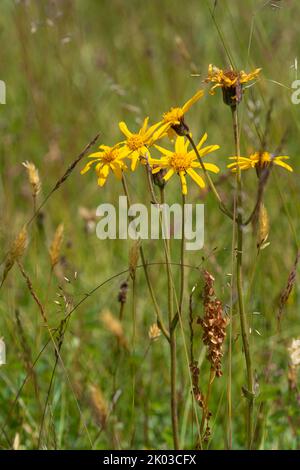 Arnica, Arnica montana, Mountain Welfare, Real Arnica Stockfoto