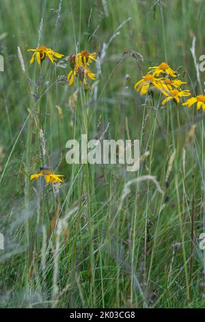 Arnica, Arnica montana, Mountain Welfare, Real Arnica Stockfoto