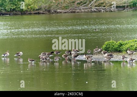 Brutkolonie der Graugänse, Anser anser Stockfoto