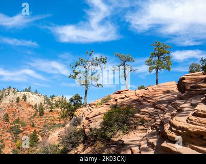 Der Zion National Park liegt im Südwesten von Utah an der Grenze zu Arizona. Es hat eine Fläche von 579 kö² und liegt zwischen 1128 m und 2660 m Höhe. Drei Pinien auf Felsen am Angels Landing Trail. Stockfoto