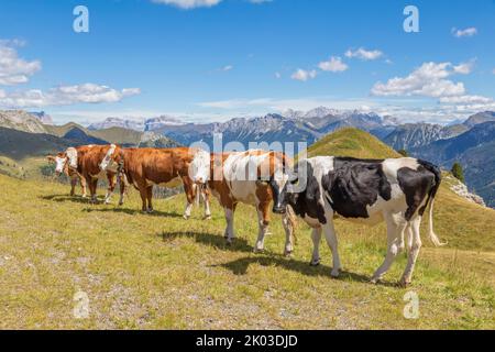 Italien, Trentino, Provinz Trient, Predazzo, Dos Capel. Gruppe von Kühen, die auf einer Alm grasen, mit Bergen im Hintergrund Stockfoto