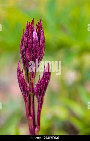 Tiefrote neue Triebe von Pfingstrose, Bokeh Hintergrund Stockfoto