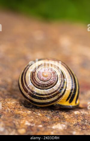 Nahaufnahme einer Schneckenschale auf einem Stein Stockfoto