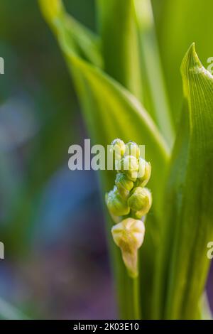 Maiglöckchen (Convallaria majalis) Stockfoto