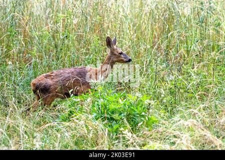 doe in nassen Waldwiese Stockfoto