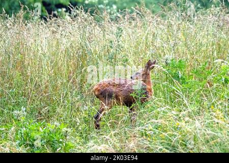 doe in nassen Waldwiese Stockfoto