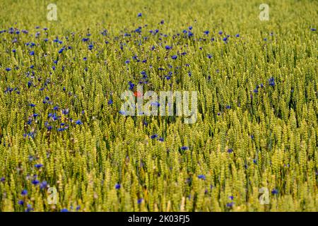 Getreidefeld, Weizen, Weichweizen, Ohren, Wildblumen, Feldblumen, Stockfoto