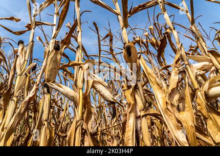 Maisfeld vertrocknet und nur niedrig gewachsen, kleine Maiskolben, durch die Sommer Trockenheit, Dürre, bei Goch am Niederrhein, NRW, Deutschland Stockfoto