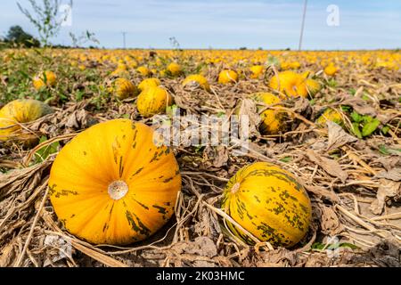 Feld mit steirischen Ölkürbissen, teilweise ausgetrocknet, aufgrund der Dürre im Sommer 2020, am Niederrhein bei Uedem, NRW, Deutschland Stockfoto