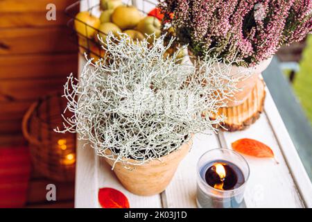 Dekorative silberne Farbe Kissenbusch, Calocephalus brownii oder Leucophyta und Heidekraut Blumen als Herbst-Wohndekoration Element, mit Äpfeln verziert. Stockfoto