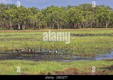 151 Sumpfgebiete und Vogelwelt in den Port Darrwin Feuchtgebieten. Northern Territory – Australien. Stockfoto