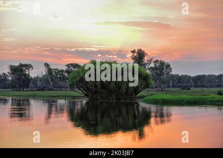 170 Rote Sonnenuntergangsspracht über Yellow Water-Nugurrungurrudjba Billabong mit Pandanus-Baum. Kakadu-Australien. Stockfoto
