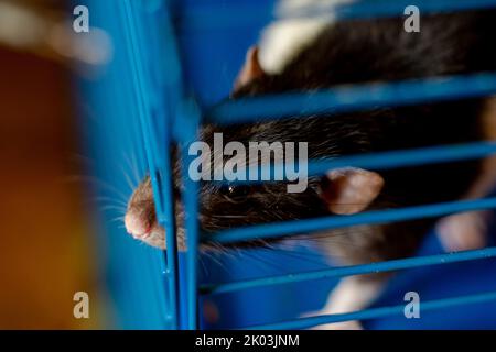 Schwarze zahme Ratte in einem Käfig. Züchten, Ratten halten. Stockfoto