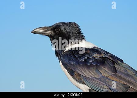 Porträt einer Krähe (Corvus albus) vor blauem Himmel, Etosha National Park, Namibia Stockfoto