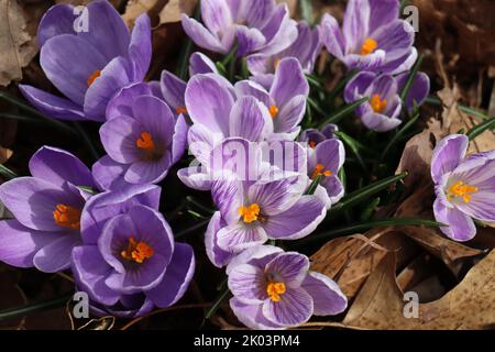 Nahaufnahme von gestreiften violetten Krokussen im frühen Frühjahr. Stockfoto