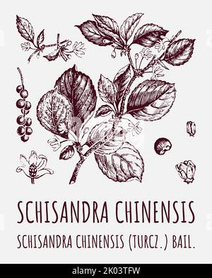 Schisandra chinensisi: schisandra Zweig mit Blättern und Beeren. Magnolia Weinbeeren. Kosmetik und medizinische Pflanze. Vektorgrafik handgezeichnete Illustration. Stockfoto