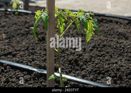 Tomatensämlinge Pflanzen in Betten mit automatischer Bewässerung oder Wassertropfanlage im heimischen Gemüsegarten angebaut. Schlauch für Bewässerung und Bewässerung Stockfoto