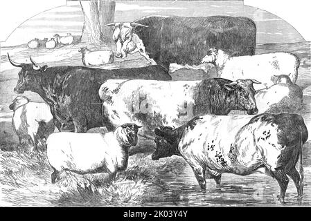 Preisrinder, aus der Ausstellung der Royal Agricultural Society, in Lincoln - gezogen von Harrison Weir, 1854. „Herr Hereford von James Rea; Devon von von von Samuel Farthing; Cotswold von George Fletcher; Southdown von Duke of Richmond; Short-Horn von W. Sanday; Short-Horn von George Hewer; Southdown von Henry Lugar; Short-Horn von Charles Townley. Aus „Illustrated London News“, 1854. Stockfoto