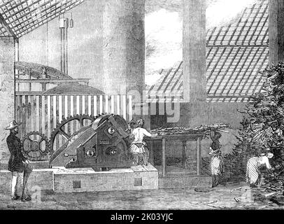 Brasilianische Zuckerfabrik, 1854. Blick auf '...das Innere des Mühlenhauses auf einem brasilianischen Zuckergut während der Zeit des Mahlens, mit einer Mühle mit einer verbesserten Konstruktion, die einen sehr starken Druck auf die Stöcke gibt. Es wurde von den Herren de Mornay im Jahr 1851 patentiert und kurz darauf von Dr. Domingos de Souza Leao, dem Besitzer des oben genannten Anwesens, in dieses Land eingeführt...zwei schwarze Frauen werden gesehen, die die Mühle mit Stöcken füttern, Die anderen bringen sie von einem Haufen, der rechts auf dem Bild gezeigt ist, wo sie von den Karren geworfen wurden...die Stöcke gehen dazwischen...zwei große Rollen...die ju Stockfoto