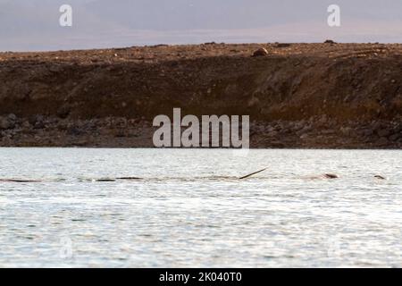 Tusk of Narwhal pod in Croker Bay, Devon Island, Nunavut, Kanada. Stockfoto