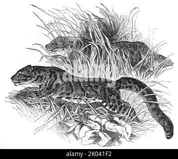 Clouded Tigers, in the Zoological Society's Gardens, Regent's-Park, 1854. Große Katzen im London Zoo. „Die anmutige Art... ist nicht nur eines der schönsten Objekte in der Menagerie... sondern auch eines der seltensten: Die anwesenden Exemplare sind die ersten, die jemals lebend Europa erreicht haben. Sie wurden in Assam [in Indien] gefangen genommen...der Sumatra-Name für dieses Tier ist Ramau Dahan (Felis macroscelis Temm.), und Sir Stamford Raffles, glauben wir, gab ihm den Namen des Trübten Tigers. Mit dem Tiger hat er jedoch keine unmittelbare Beziehung; er gehört aber wirklich zu einer interessanten kleinen Gruppe von Leoparden, disting Stockfoto