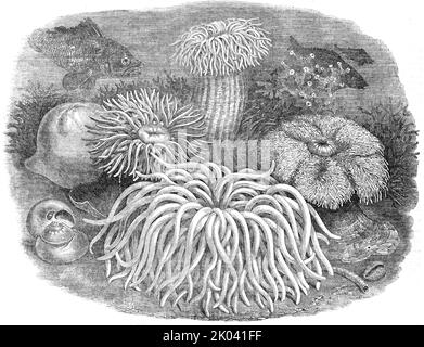 Seeanemonen in den Gärten der Zoologischen Gesellschaft, Regent's-Park, 1854. Wasserleben im London Zoo. 'Aus dem...Hintergrund erhebt sich ein großer, massiver, furwierter Stamm - von vier bis sechs Zoll hoch und von verhältnismäßigem Umfang, gekrönt, palmenartig, mit einem Büschel von multitudinösen Tentakeln, die uns an eine groteske Gemüseproduktion der Flussufer Australiens erinnern...Er erinnert uns an den Kopf der Medusa, Mit ihren Verschlungen...Seeanemonen, wenn sie vorsichtig von den Felsen, an denen sie haften, durch einen Basalsauger entfernt werden, können in eine Schüssel mit Meerwasser (erneuter Dail Stockfoto