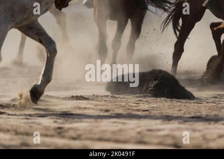 Ziegenkadaver zwischen den Pferdepfoten bei einem traditionellen Spiel von Kok Boru während der Dritten Welt-Nomaden-Spiele 2018 in Cholpon-ATA, Kirgisistan. Buzkashi ist Stockfoto